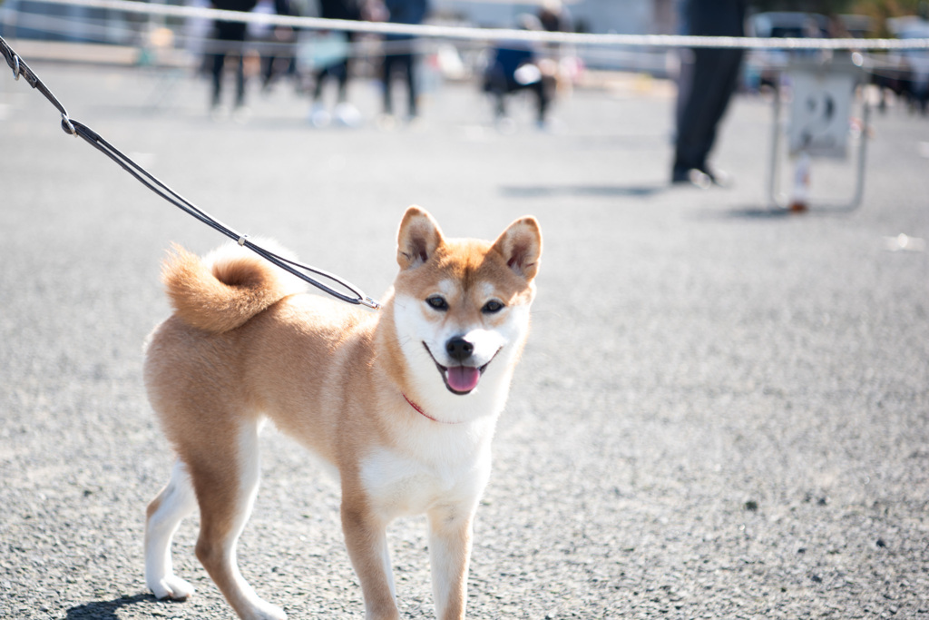 日本犬保存会支部展覧会　見学