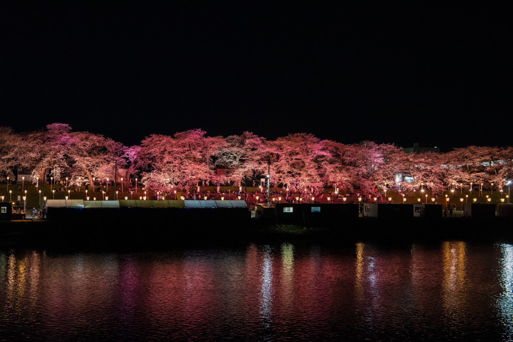 夜桜