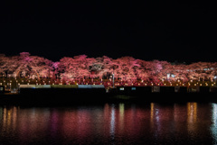 夜桜
