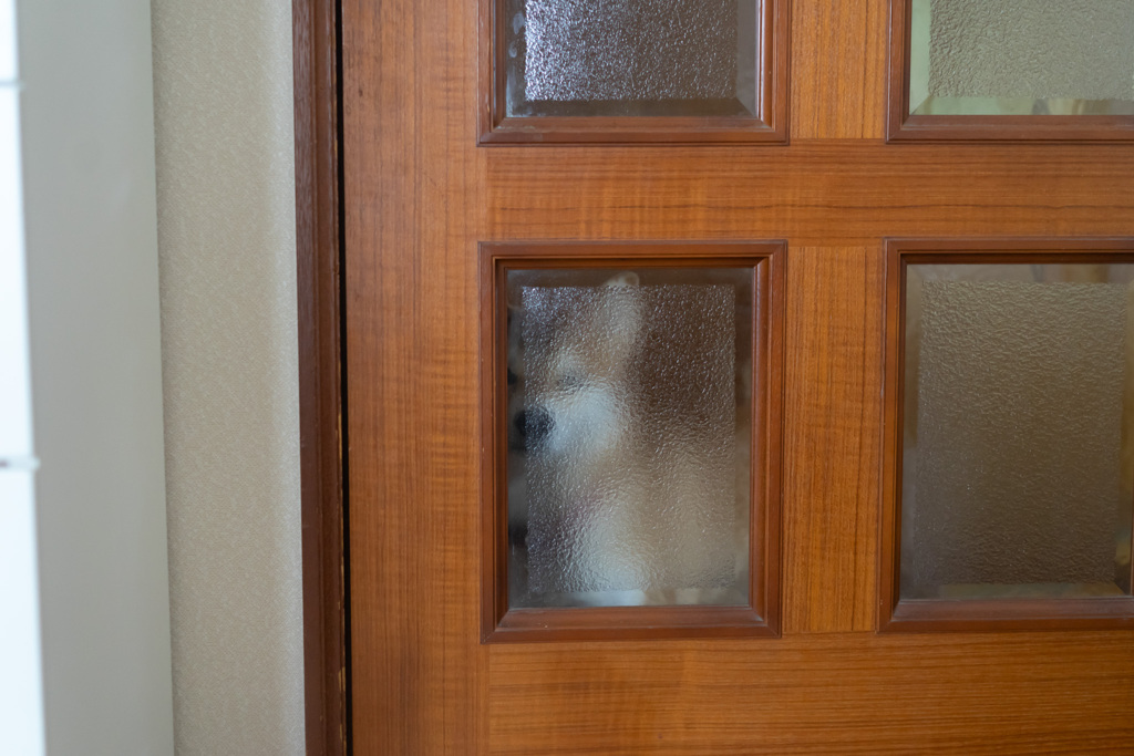 ミタ犬
