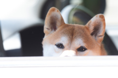 どこいくの？