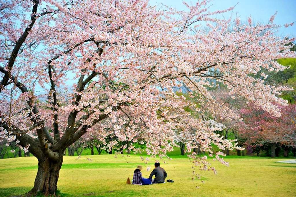 桜の木の下で