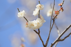 小春日和