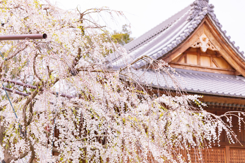 枝垂れ桜