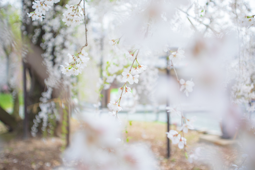 枝垂れ桜