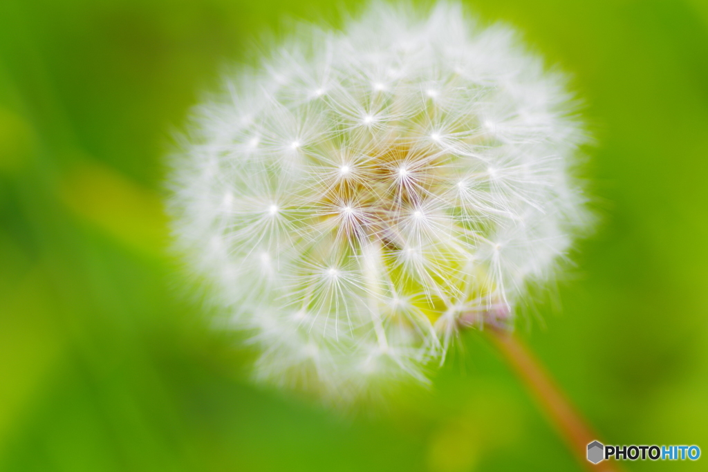 ふんわり綿毛ちゃん