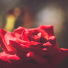 薔薇～華劇～