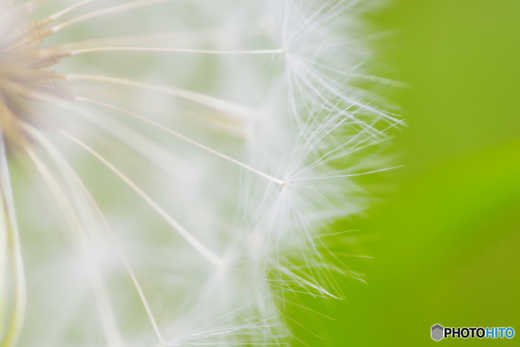 ふんわり綿毛ちゃんアップ