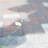 僕が見たはずの景色