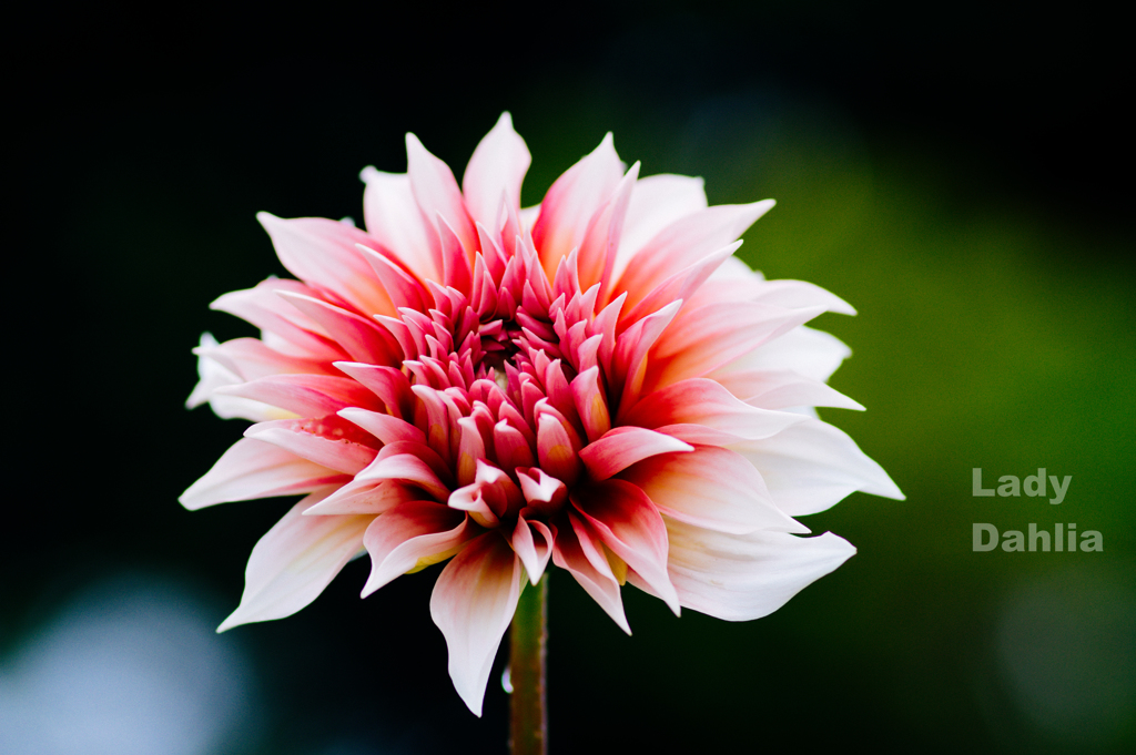 Lady Dahlia