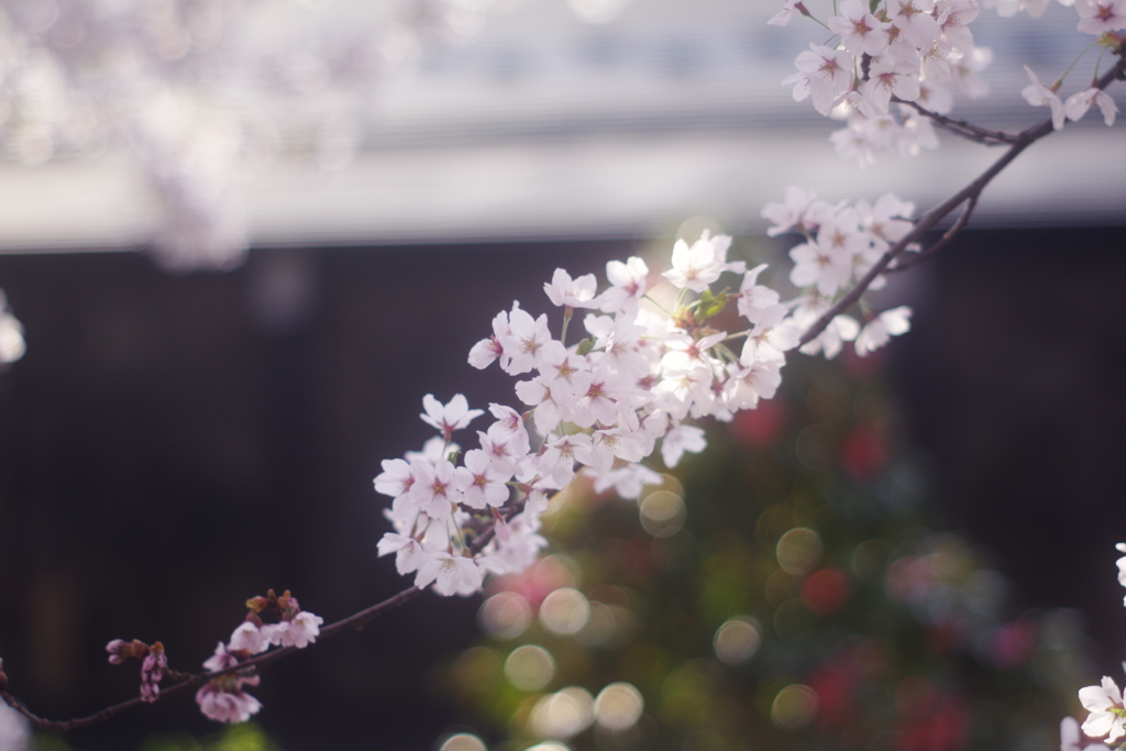 桜納め