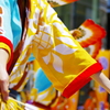 5月に咲く向日葵
