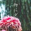 柳にダリア