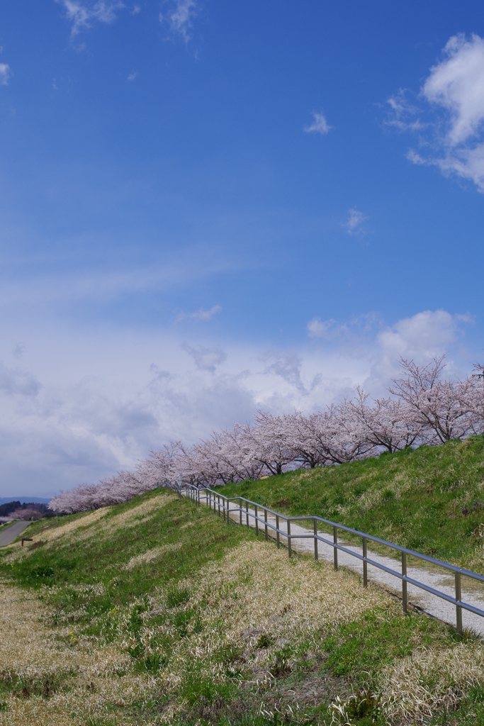 桜へ続く道