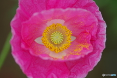 花の瞳