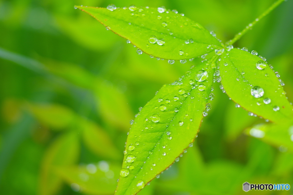 水玉