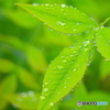 水玉