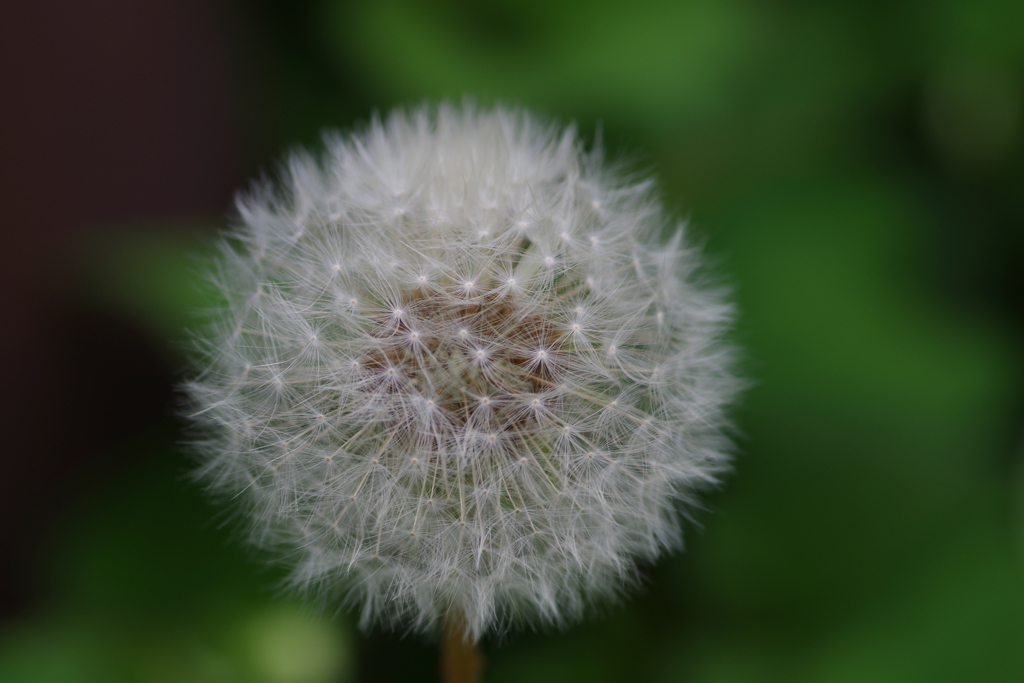 ふんわり綿毛ちゃん再び