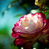 Sweet Rose