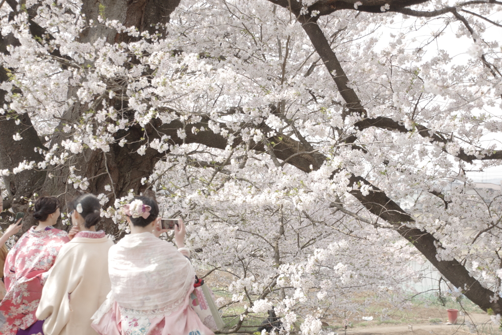 桜と友達と思い出