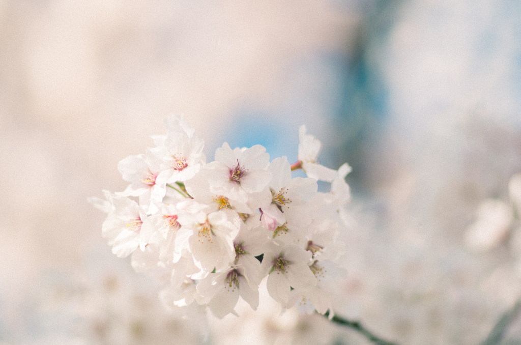 『僕』が見た桜