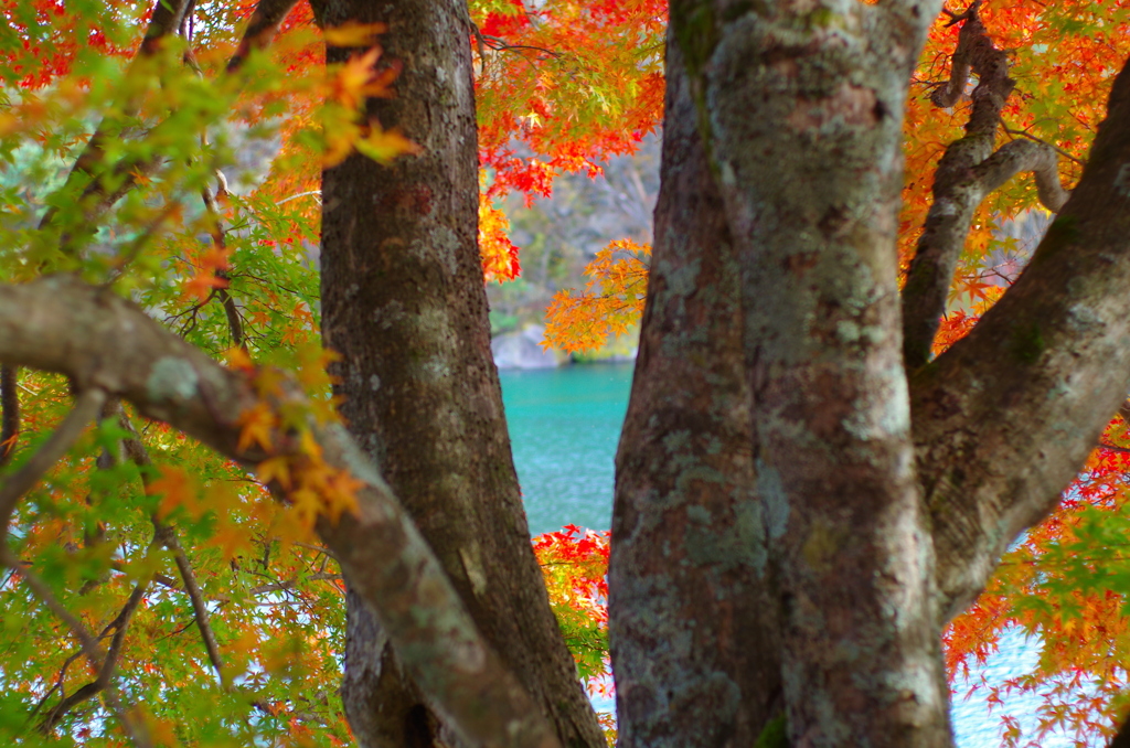 五色沼の秋～紅葉