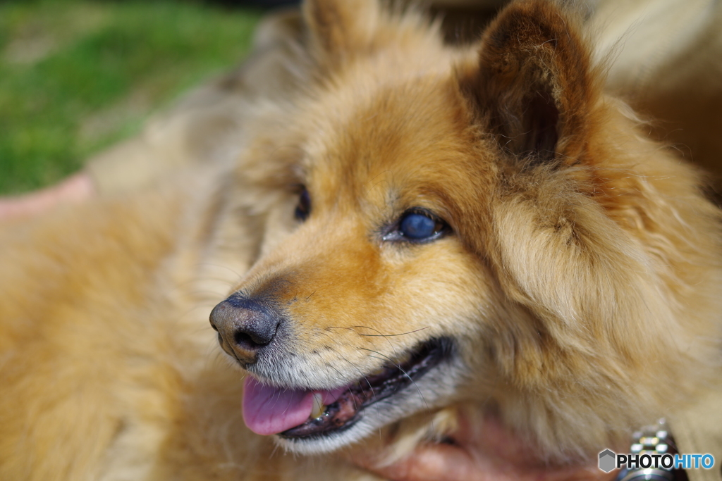 僕の名前はタロ