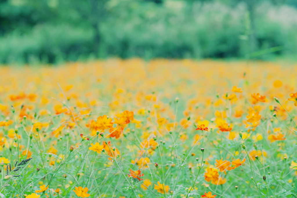 頭の中のお花畑