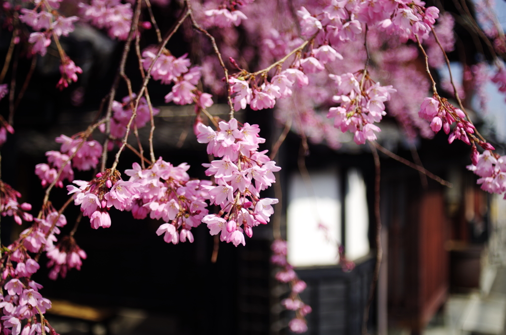 桜と古都風景