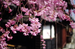 桜と古都風景