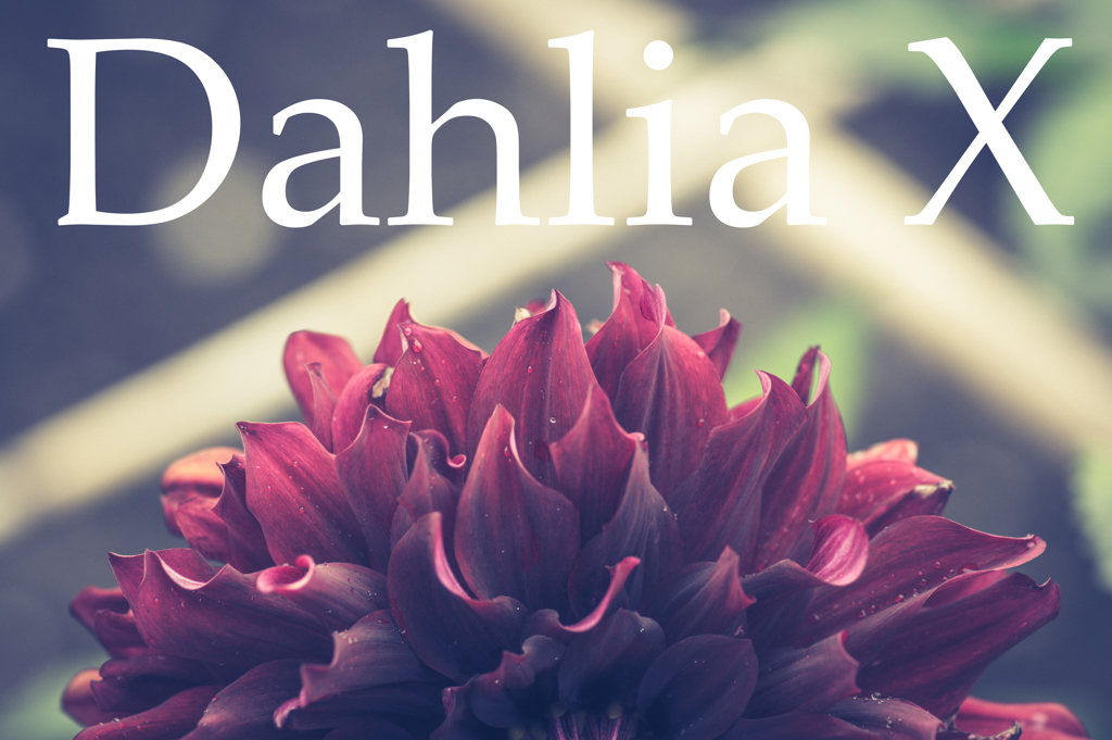 Dahlia X