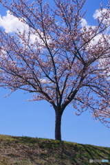 一人立つ