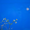 青い壁白い花