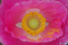 花の瞳の奥