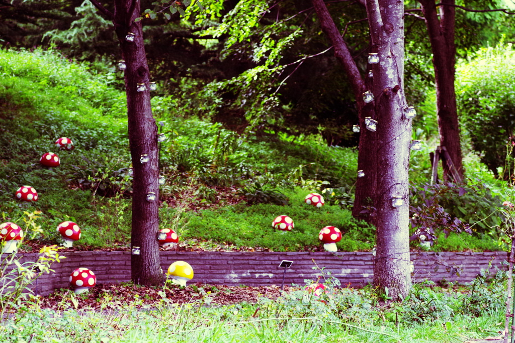 ぽこぽこきのこ