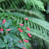 何の花？？