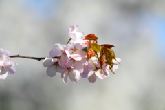 星観緑地の桜