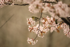 北国にも春が来た(桜とメジロ)