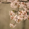 北国にも春が来た(桜とメジロ)