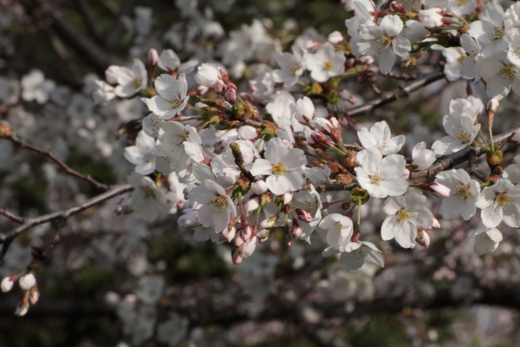 星観緑地平成最後の桜！