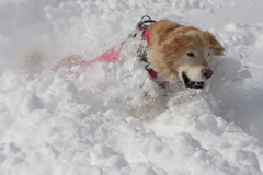 カリスマ登山犬ルパン君の雪中ダイブ！１