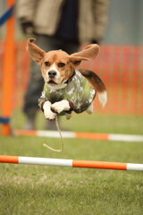 空飛ぶ犬達