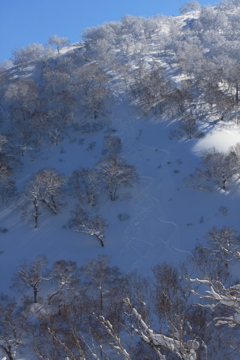 北海道　山スキー２０１６シーズン