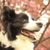 八重桜とワンコさん！