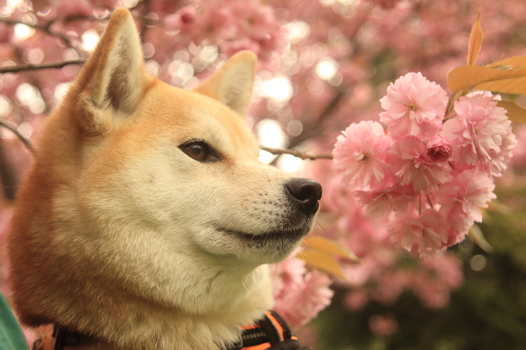 八重桜とワンコさん！