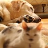 陽だまりの犬レモン(^^♪