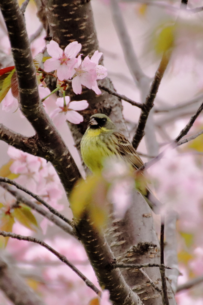 桜餅とうぐいす餅のコラボレーション企画(^^♪