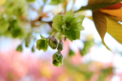 緑の桜満開！星観緑地