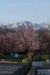 星観緑地平成最後の桜！