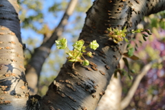 緑の桜満開！星観緑地